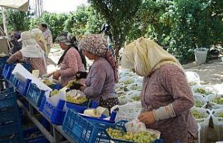 Denizli’de 354 bin 185 dekara dikilen üzümüm...