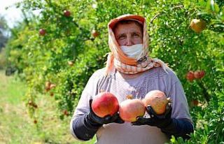 Denizlili narcılar hasada mutlu başladı