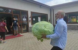 Dev lahana görenleri şaşırttı