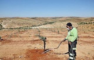 Dikilen fidanlar gelecek nesiller için büyütülüyor