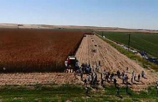 Diyarbakır’da mısır hasadı başladı