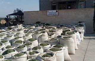 Diyarbakır’da son 9 ayda 97 milyon kök kenevir...
