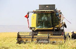 Diyarbakır’da tescilli Karacadağ Pirinci hasadı...