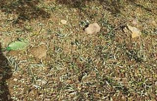 Dolu yağışı zeytinliklere zarar verdi