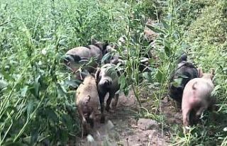 Domuzdan çektiklerini koronadan çekmediler