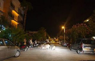 Domuzlar Marmaris’i mesken tuttu