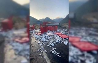 Dorse kapağı açıldı, tonlarca balık yola savruldu