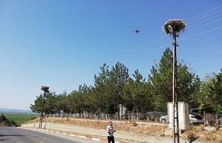 Drone ile leylek yuvalarına bakım çalışması