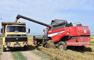 Dünyaca ünlü Gönen Baldosu’nda hasat başladı