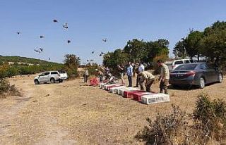 Edirne’de çil keklikler doğaya salındı