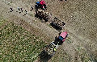 Elazığ’da çiftçiler şeker pancarı mesaisinde