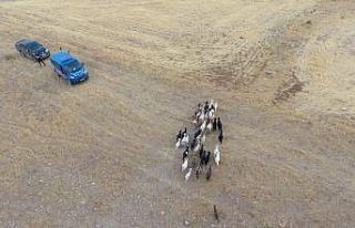 Elazığ’da firar eden hayvanlar, 7 kilometre uzakta...