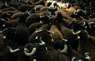 Elazığ’da hibe destekli 500 koç kura ile sahibini...