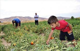 Elazığ’da, müşteriler tarlada kendi sebzesini...