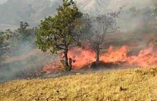 Elazığ’da orman yangını