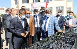 Erciş Belediyesi üzüm bağlarının bağ bozumunu...