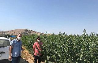 Erkenci kayısı fidanlarının kontrolleri devam...