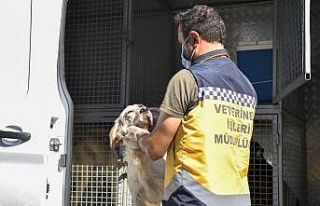 Esenyurt Belediyesi sokak hayvanlarını sahiplendiriyor