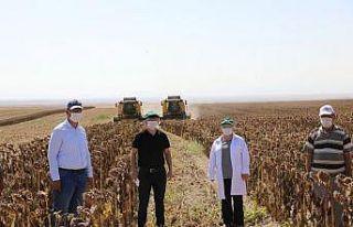 Eskişehir tohumluk ayçiçeği üretiminde Türkiye...