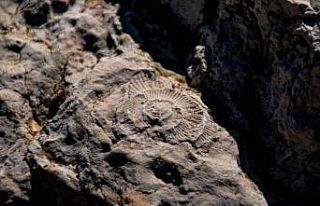 Eskişehir’de 65-200 milyon yıllık Ammonit fosilleri...
