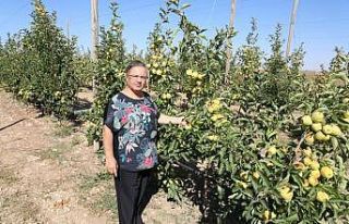 Eskişehir’de bu yıl 12 bin ton elma hasadı bekleniyor