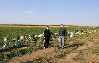 Eskişehir’de üretilen havuç zincir marketlerde...
