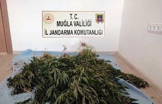 Esrar hasadı yaparken yakalandılar