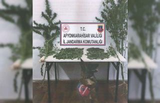 Evinin bahçesinde kenevir yetiştiren şahsı jandarma...