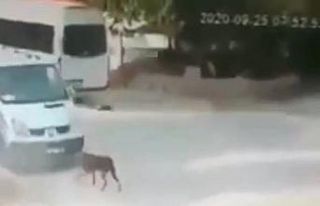 Ezdiği kedi can çekişirken bir kez daha üzerinden...