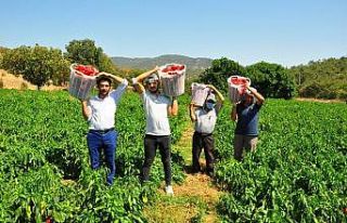 Fabrika işçisinin ektiği kapya biber köylünün...