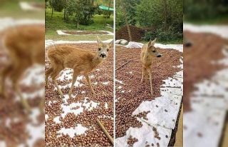 Fındık harmanına karaca indi