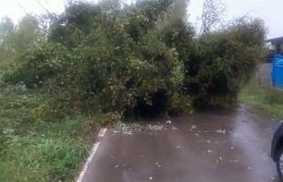 Fırtınada ağaç devrildi yol ulaşıma kapandı