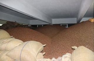 FİSKOBİRLİK fındık alımlarında üreticilerden...