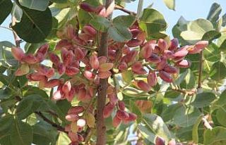 Fıstığın anavatanı Şanlıurfa’da hasat başladı