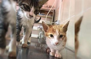 Fıtık teşhisi konulan kedi ameliyat edildi