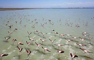Flamingolar Arin Gölü’nü renklendiriyor