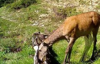 Foto kopanlar Alageyik ve Kızıl Geyikleri görüntüledi