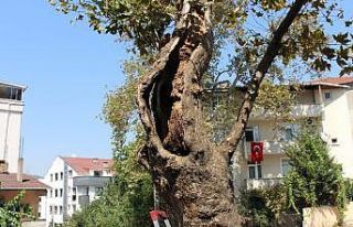 Gebze’de ağaçlara özenli koruma