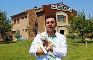 Gençliğini sevimli Van kedilerine adadı