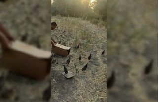 Gercüş’te doğaya 20 sülün bırakıldı