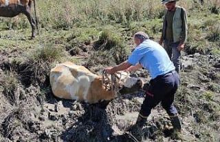 Gevaş’ta bataklığa saplanan 2 inek kurtarıldı