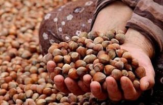 Giresun Ziraat Odası Başkanı Nurittin Karan: "Fındık...