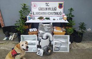 Giresun’da jandarmadan uyuşturucu operasyonu