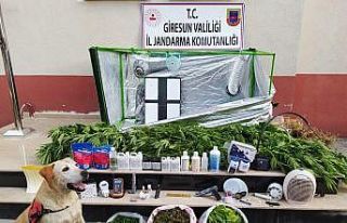 Giresun’da kenevir bitkisi ve esrar ele geçirildi