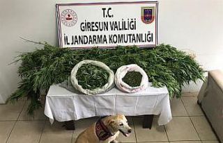 Giresun’da uyuşturucu operasyonu