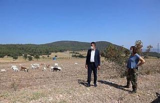 Girişimci kadın hayvan sayısını 70’den 225’e...