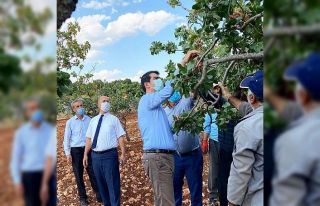Gölbaşı’nda fıstık hasadı başladı