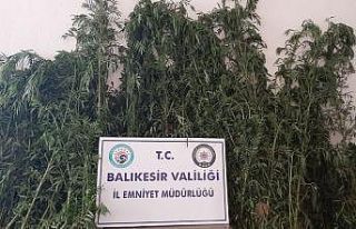 Gönen’de polis değeri 60 bin TL olan 588 kök...