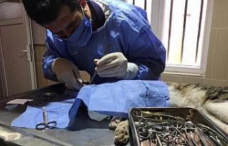 Göz rahatsızlığı yaşayan kedi tedavi edildi