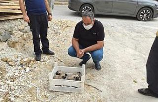 Gözleri açılmamış yavru köpekler, kasa ile ölüme...